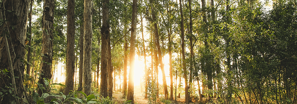 Wald im Sonnenlicht